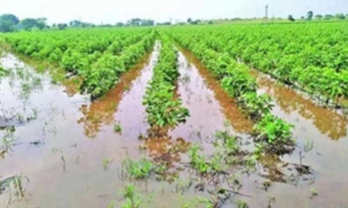 Maha rain fury: 53 deaths, 22 lakh farmers affected in Marathwada region