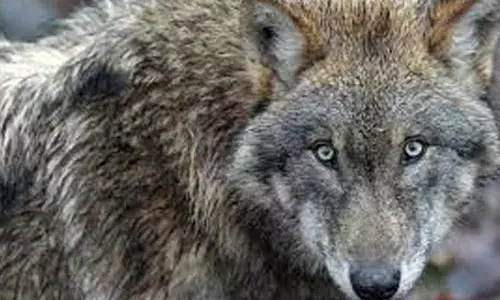 Wolf attacks in UP continues: Man-animal conflict occurs due to reduction in forest area says Yogi