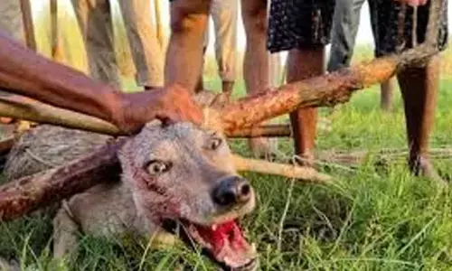 2 more girls injured in suspected wolf attacks