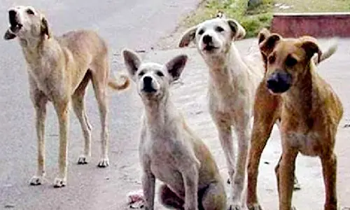 Harish Rao flags concerns over rising dog bite cases