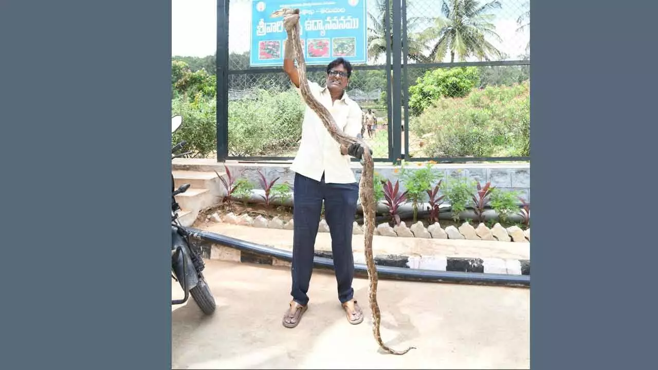 10-ft python caught at Tirumala