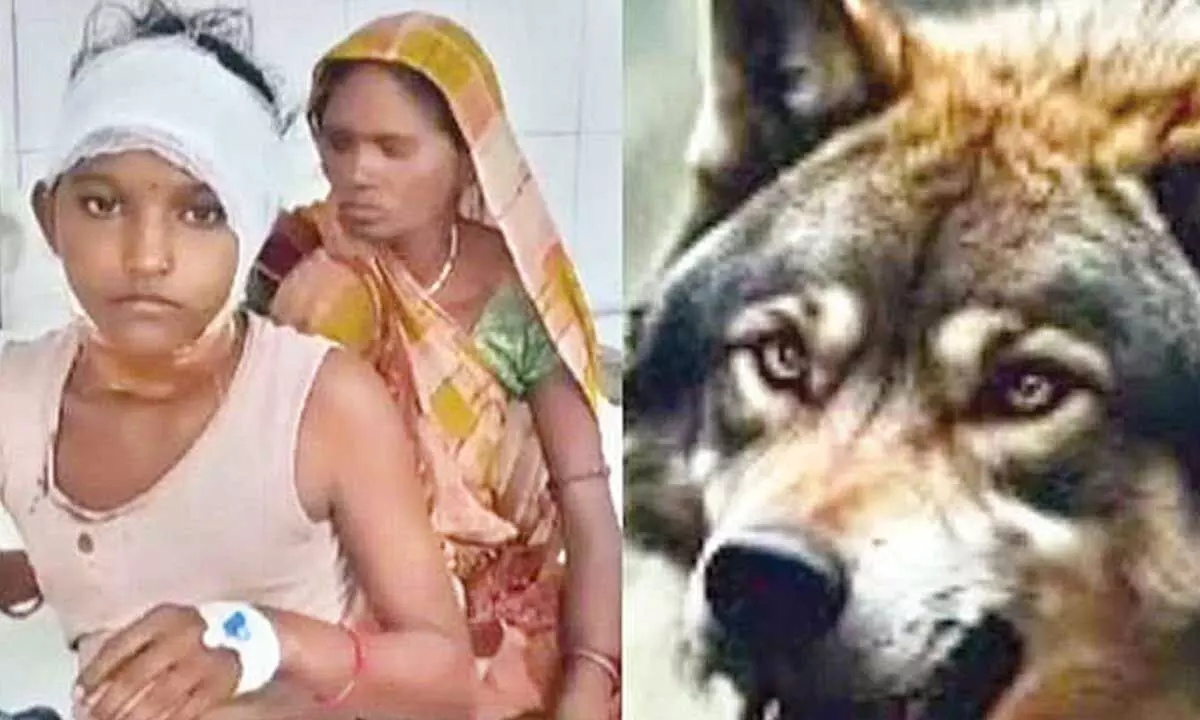 Woman injured in fresh wolf attack in Bahraich