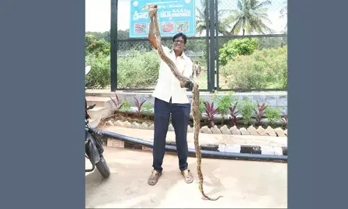 10-ft python caught at Tirumala