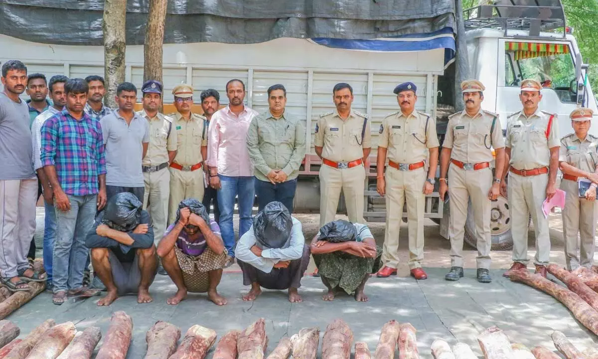 Task force personnel producing smugglers and seized red  sanders logs in Tirupati on Friday