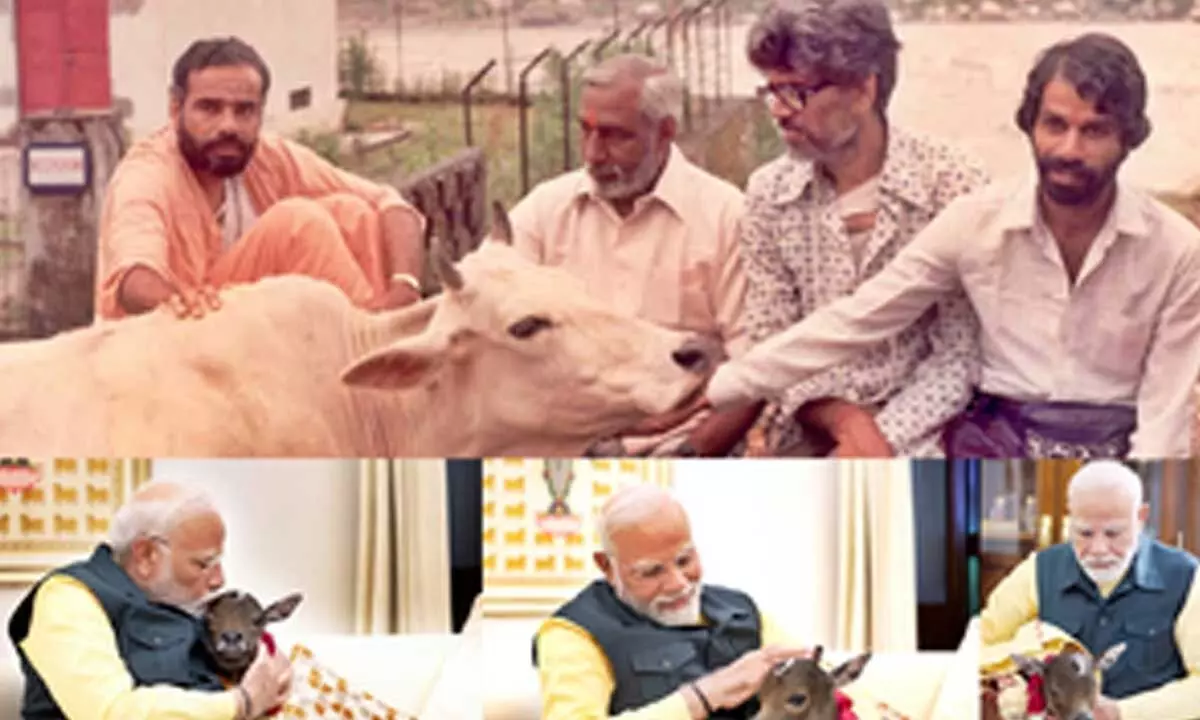 Then and now: PM Modis fondness for cows remains the same