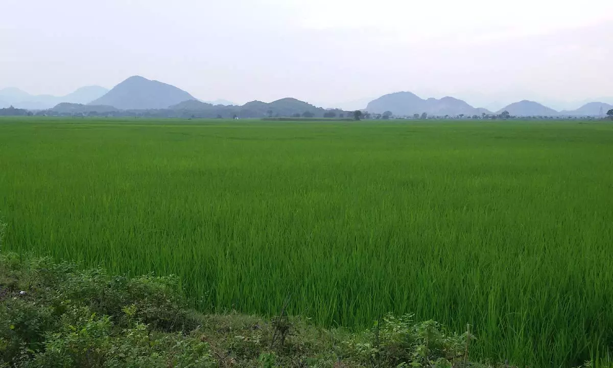 Paddy crop being raised at Komarthi village in Narasannapeta mandal in Srikakulam district