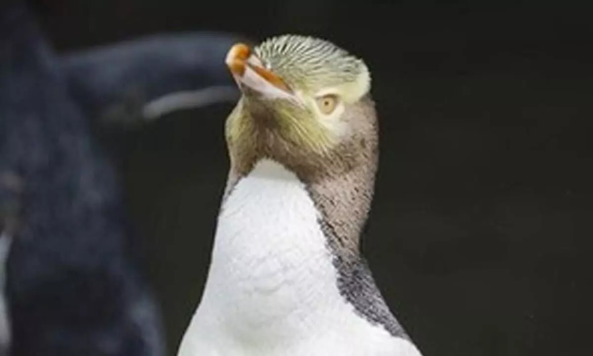 Yellow-eyed penguin wins New Zealands Bird of the Year