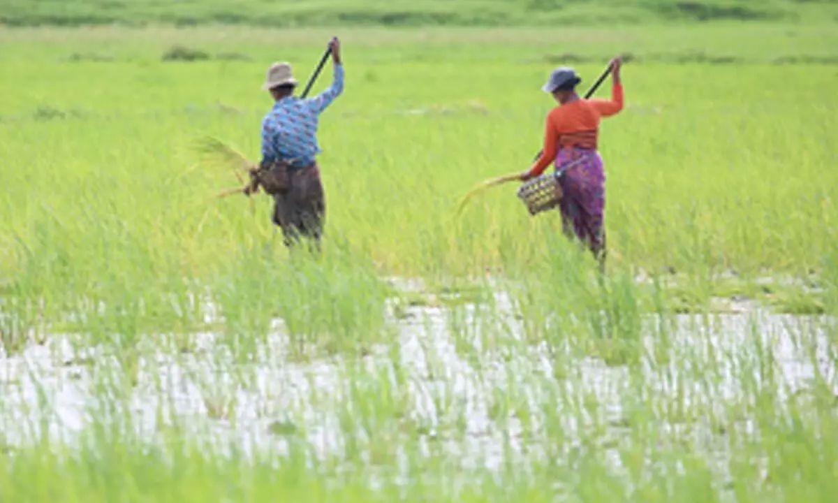 Over 47,000 acres of crops inundated in Myanmar