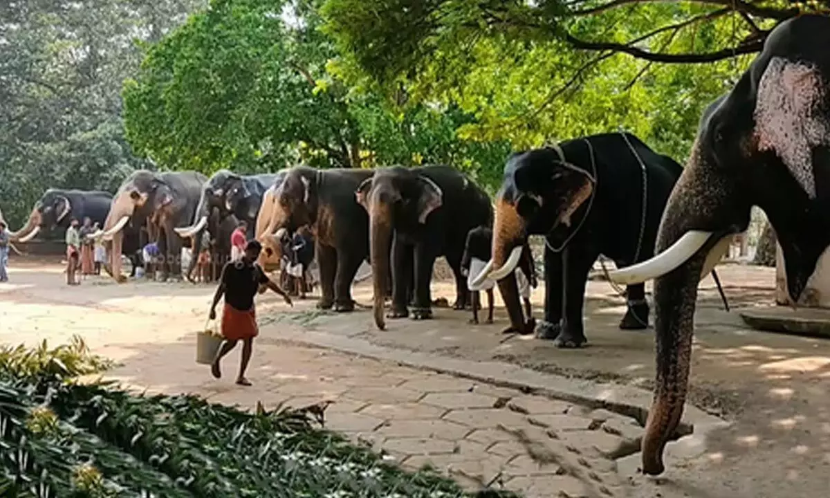 Temple elephants: Animal activists petition Tamil Nadu govt to end practice