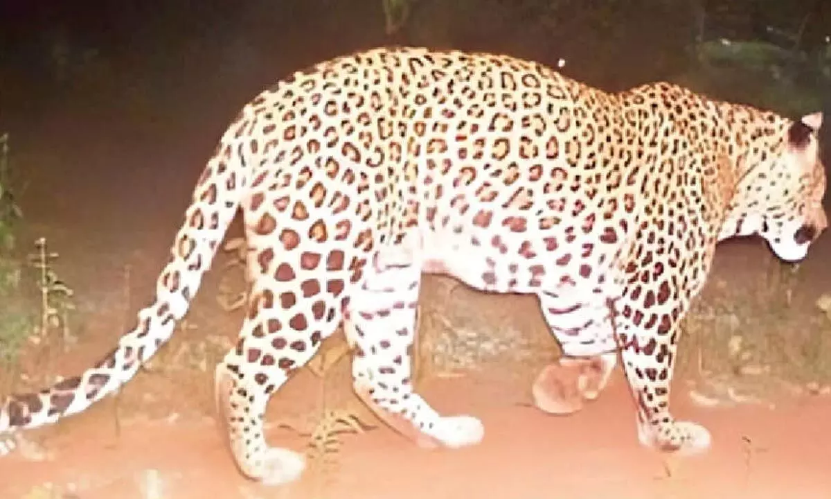 Leopard settles in reserve forest