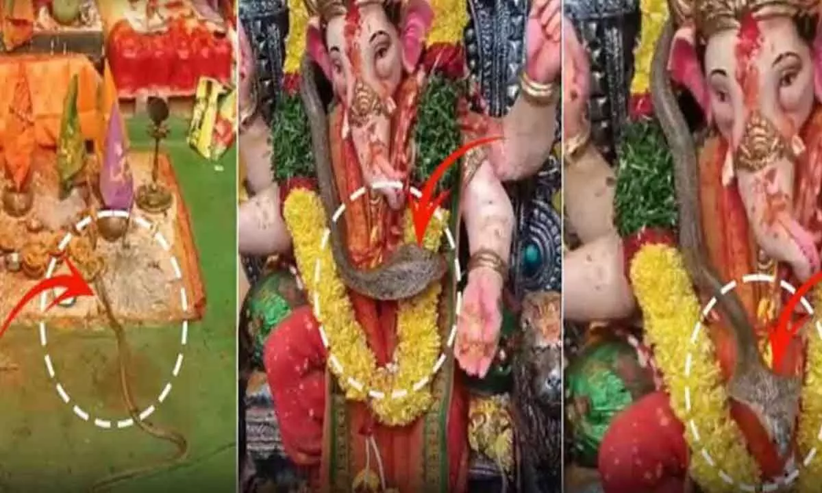 Cobra around Ganesh Idol in Jagtial Shocks Devotees, Video Goes Viral