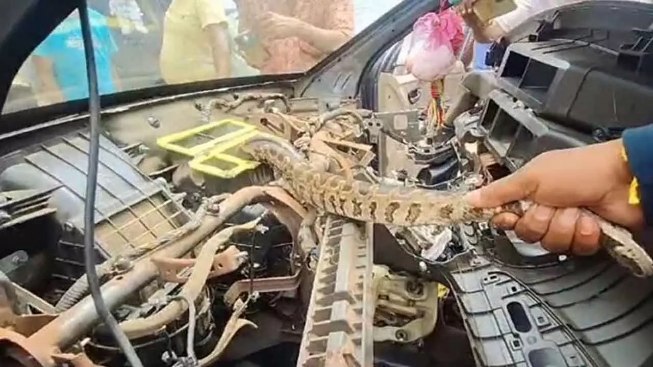 Python found inside car engine