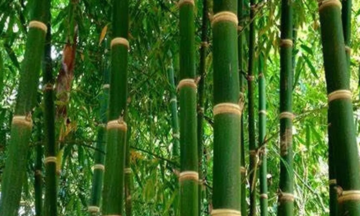 World Bamboo Day: Raising global awareness about bamboo