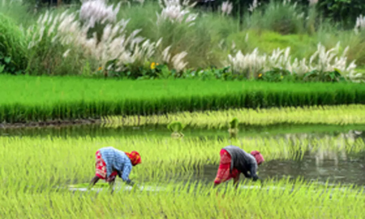 Kharif crop sowing exceeds normal area amid healthy monsoon: Centre