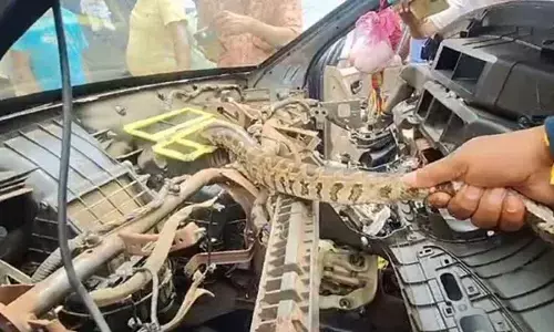 Python found inside car engine