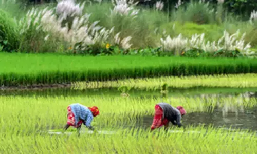 Kharif crop sowing exceeds normal area amid healthy monsoon: Centre