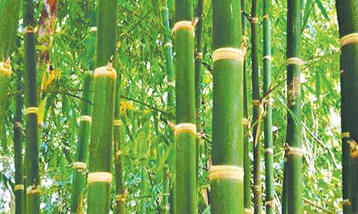 Raising global awareness about bamboo