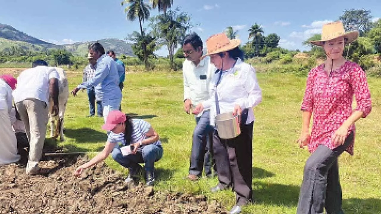 Members of the Mexican delegation sowing seeds in a field in Gollapalli village of Ramachandrapuram mandal on Tuesday