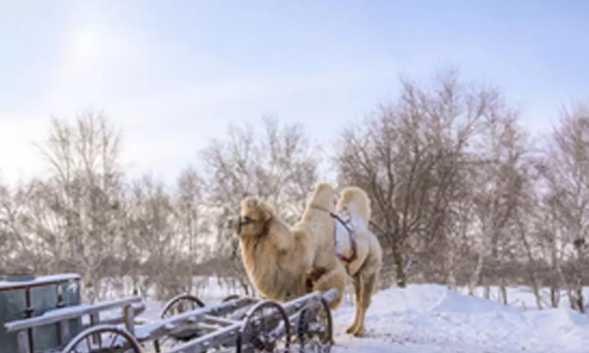 Winter arrives early in Mongolia