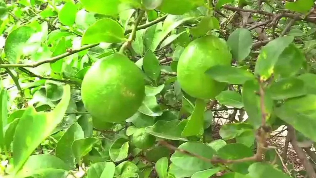 Lemon farmers reap big benefits in Vijayapura