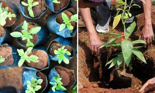 GIC takes part in plantation drive