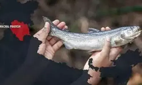 HP fishery dept should focus on processing, value-added products