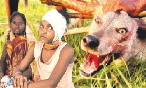 Forest dept employing innovative tactics to capture elusive wolf