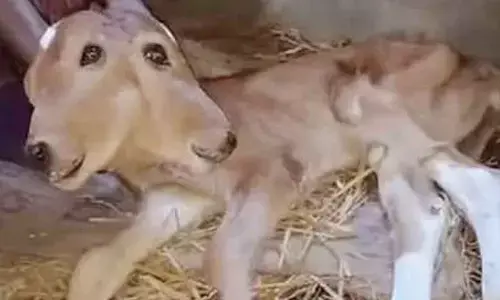 Rare two-headed calf born in Kinnigoli