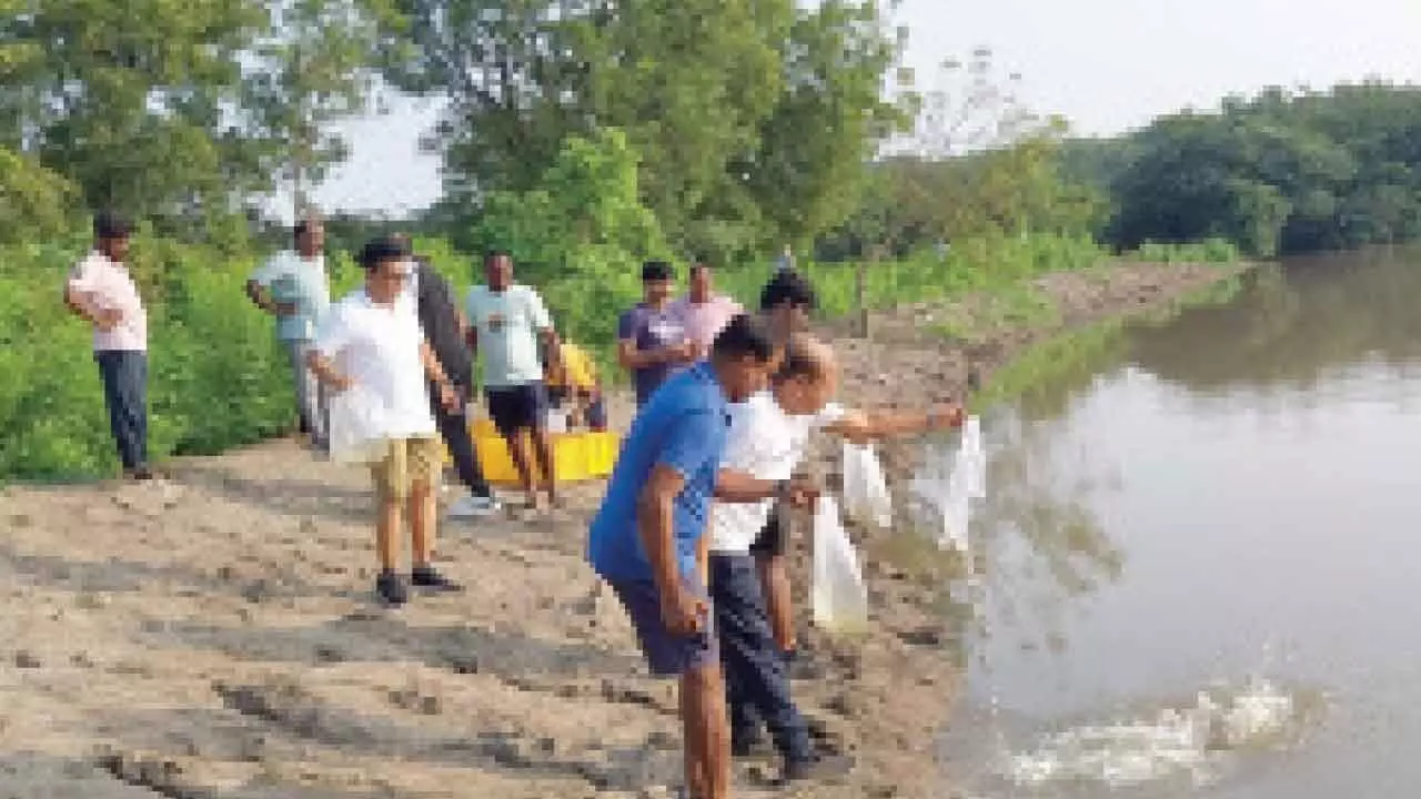 TGFDC releases fish into ponds for balancing eco-system