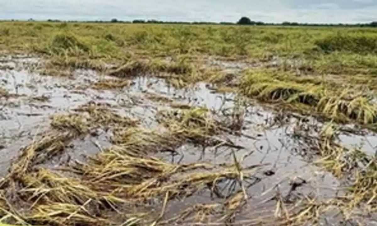 Myanmars agriculture dept urges cash crop planting in flood-damaged fields