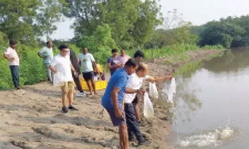 TGFDC releases fish into ponds for balancing eco-system