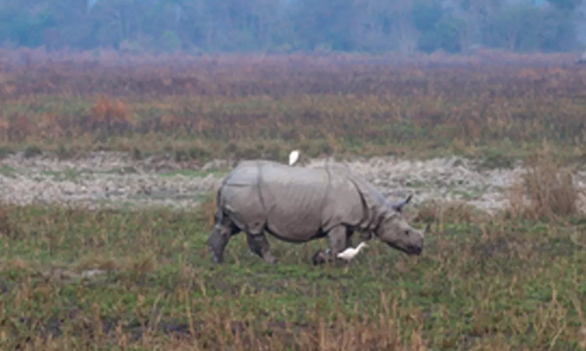 PM Modi reiterates govts efforts to protect rhinos, urges people to visit Kaziranga