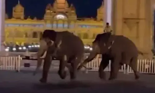 Dasara elephants clash in Mysuru Palace