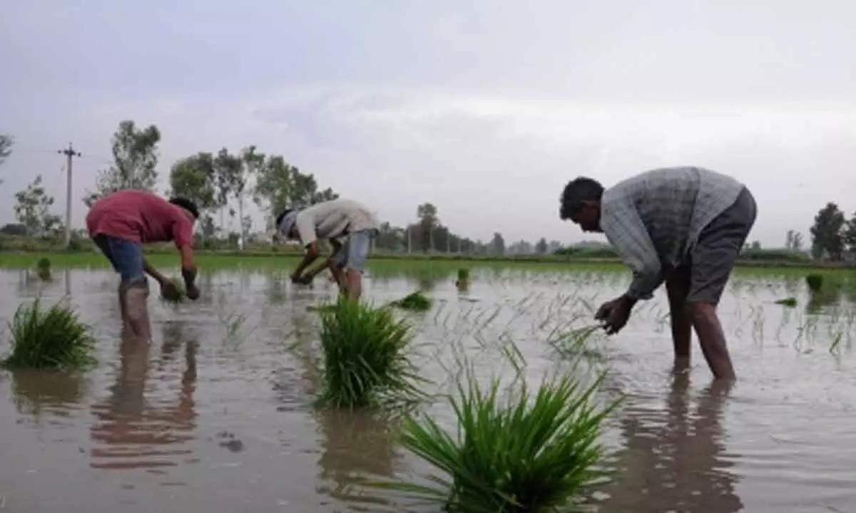 Kharif crop sowing exceeds 1,104 lakh hectares: Centre