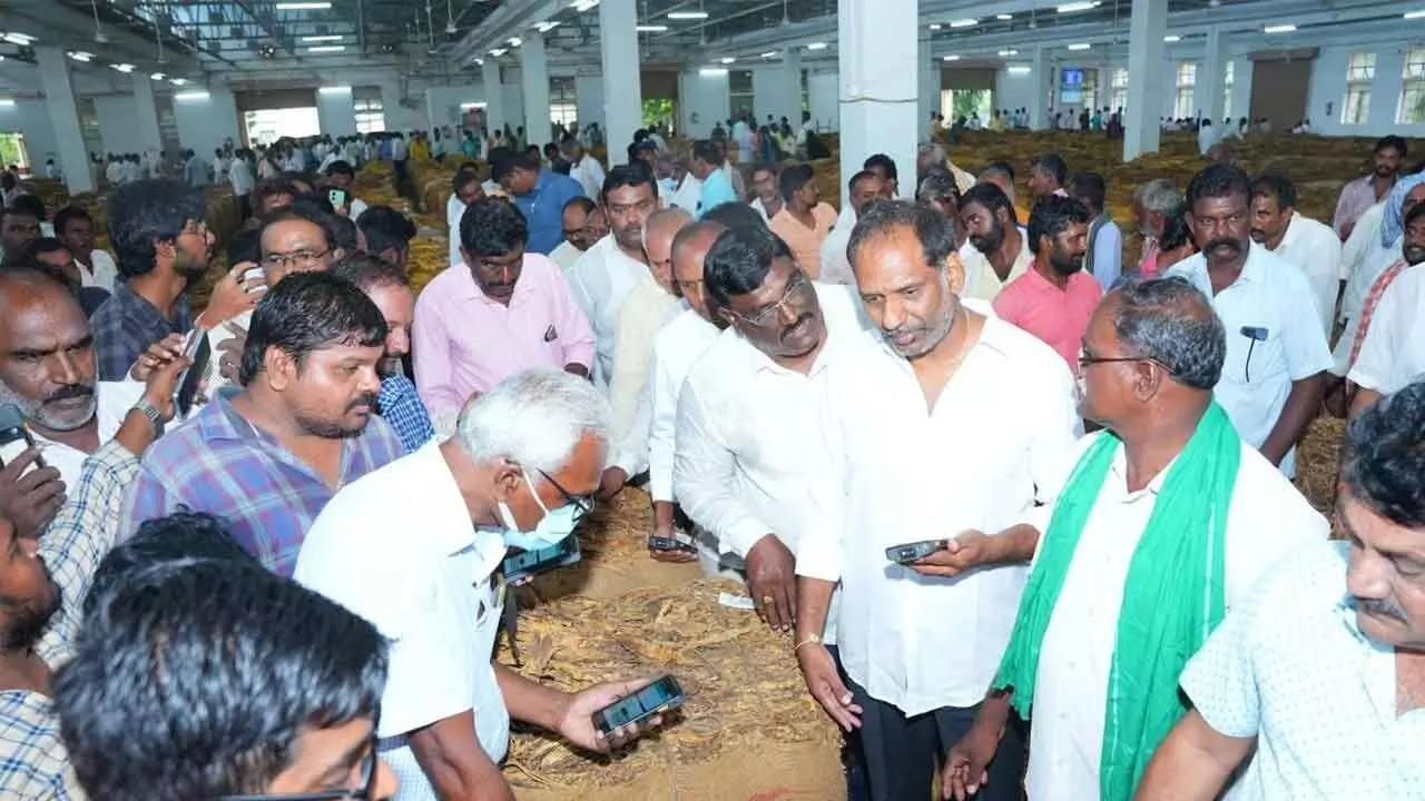 Energy minister Gottipati Ravi Kumar observing auction of tobacco at Acution Centre in Vellampalli on Tuesday