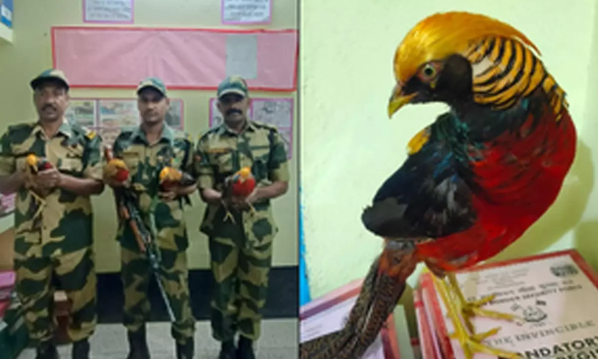 BSF seizes exotic golden pheasants along Indo-Bangladesh Border