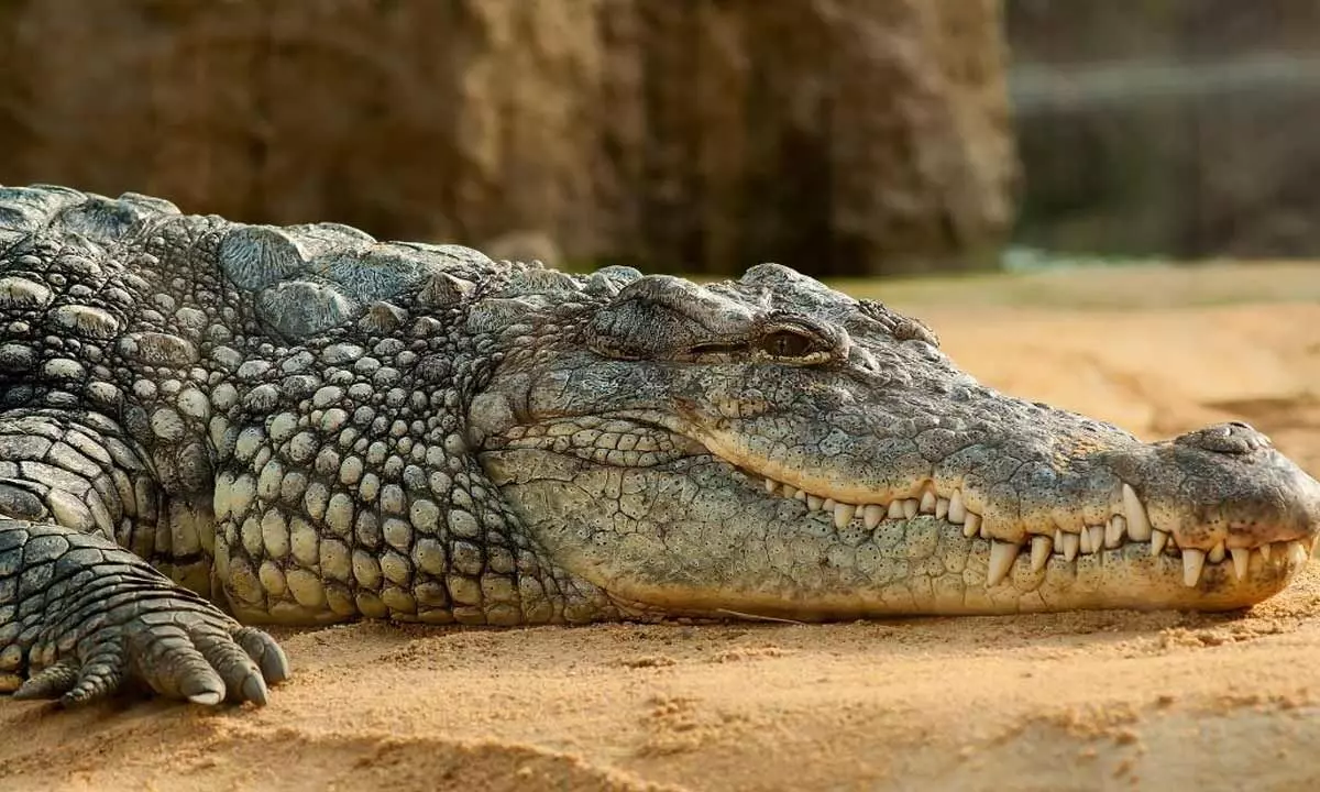 Crocodile Spotted in Bahadurpura Drain, Pathabasti