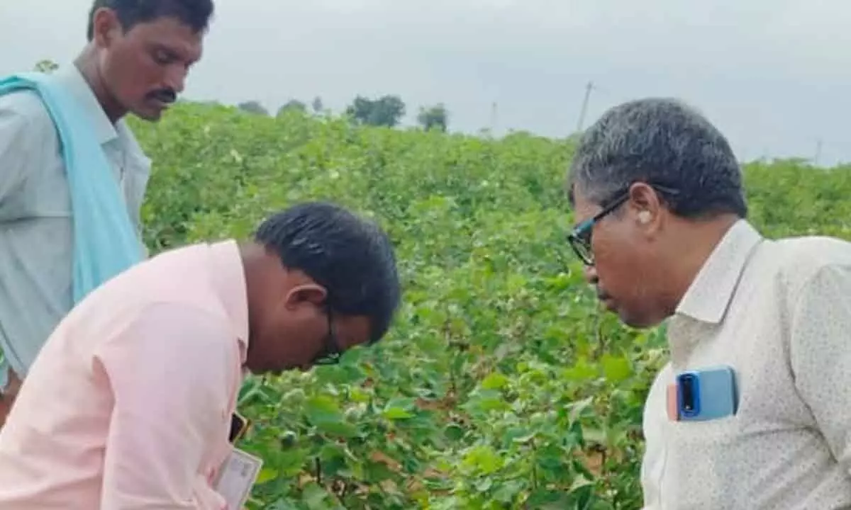 Scientists from KVK, Palem, Visit Farmers Fields in Ieeja Mandal to Address Pest Infestation