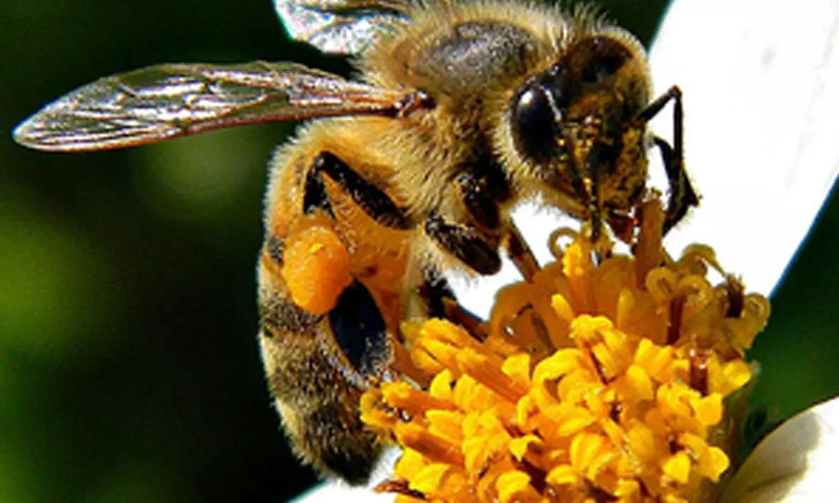 Maltas honeybee declared national insect