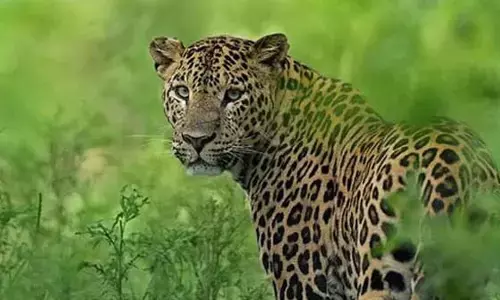 Maneater leopard kept at Sambalpur zoo