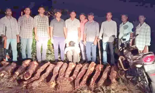 15 red sanders logs seized, one smuggler held