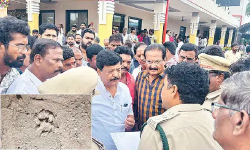 Leopard enters populated region