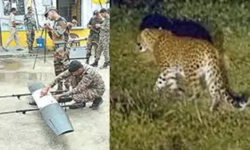 Forest officials set up drone cameras to catch leopard roaming in Kadium