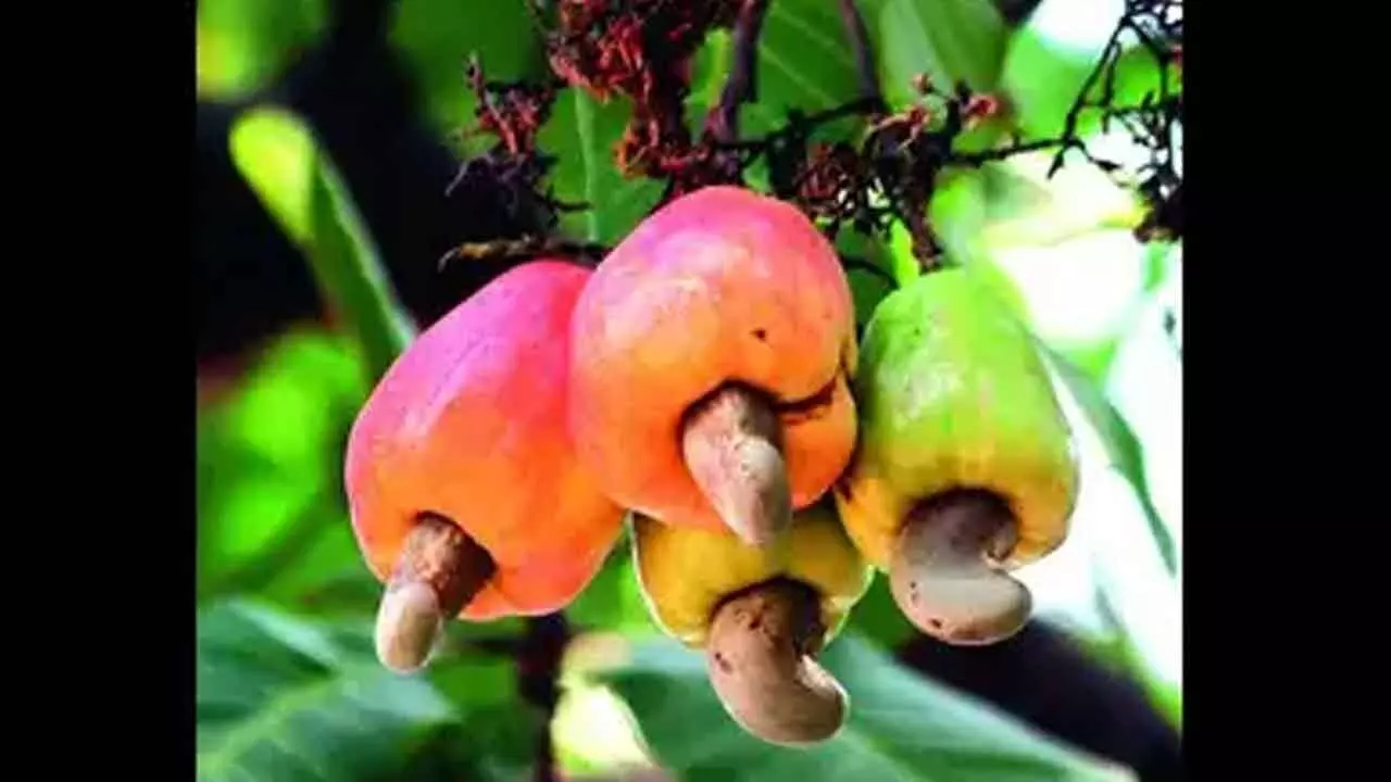 Cashew farmers want unit to buy their produce