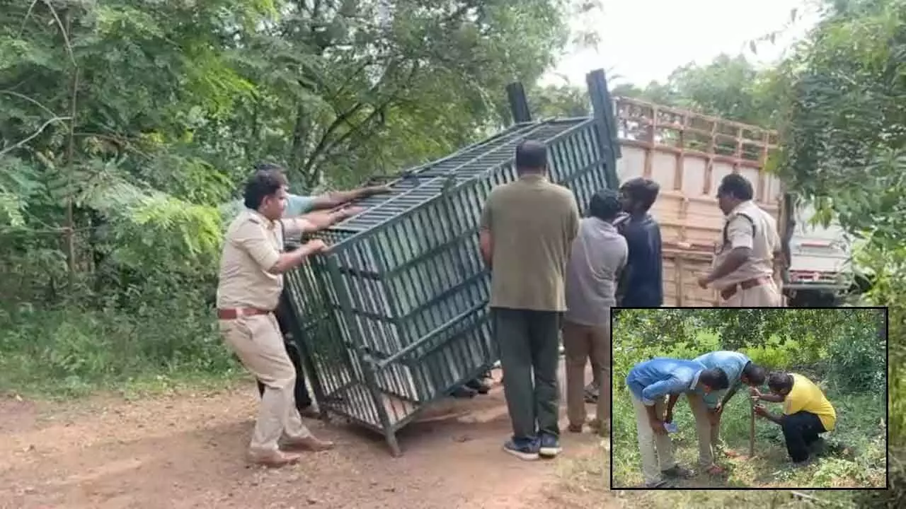 Rajamahendravaram: Drones deployed to trace leopard at Kadiyam nurseries