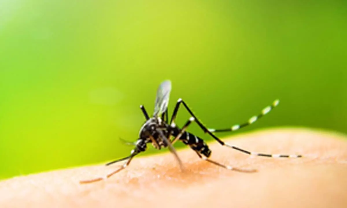 Bihar records more than 2,600 cases of dengue this year