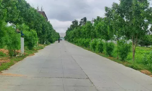 People want road-side Kono Carpus trees removed