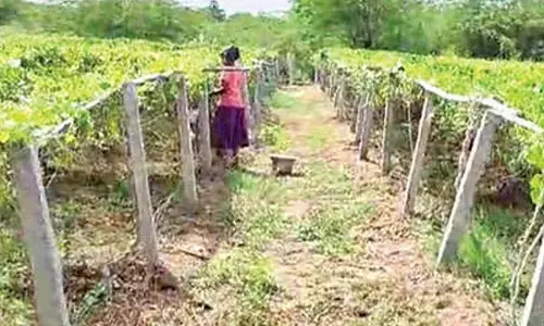 Ravula Madhav cultivating Tindora in his land at Marripalli village