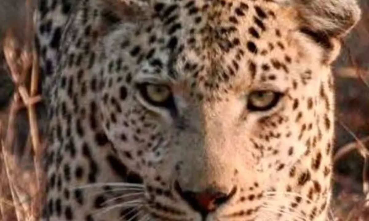 34 leopards died from 2019-24