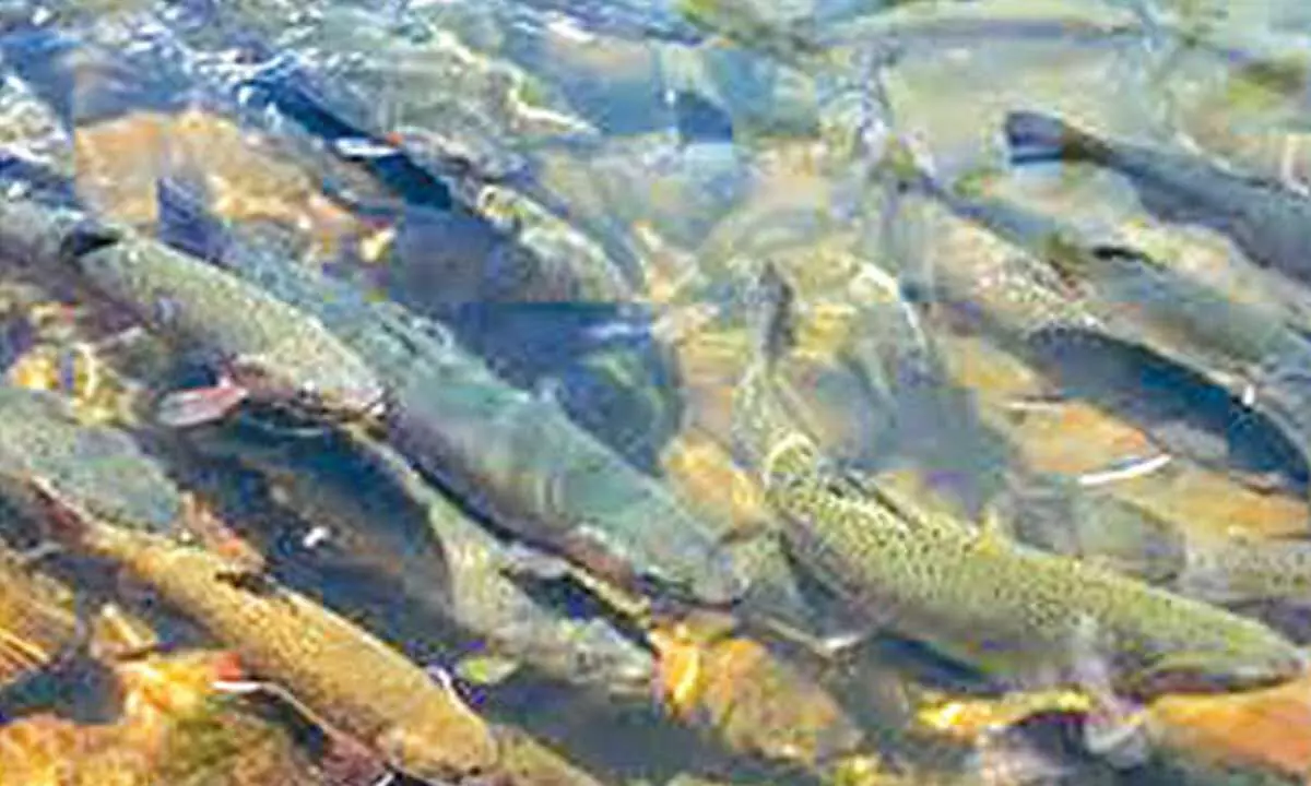 Himachal Pradesh trout production up by 15.70%: Sukhu